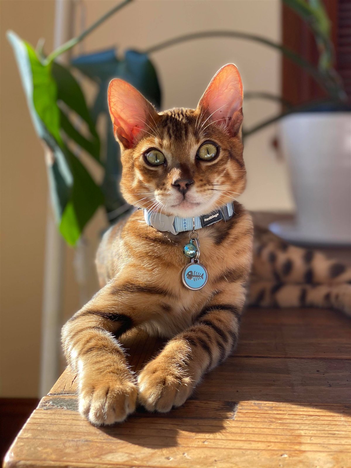Chat portant une médaille Red Dingo sur son collier