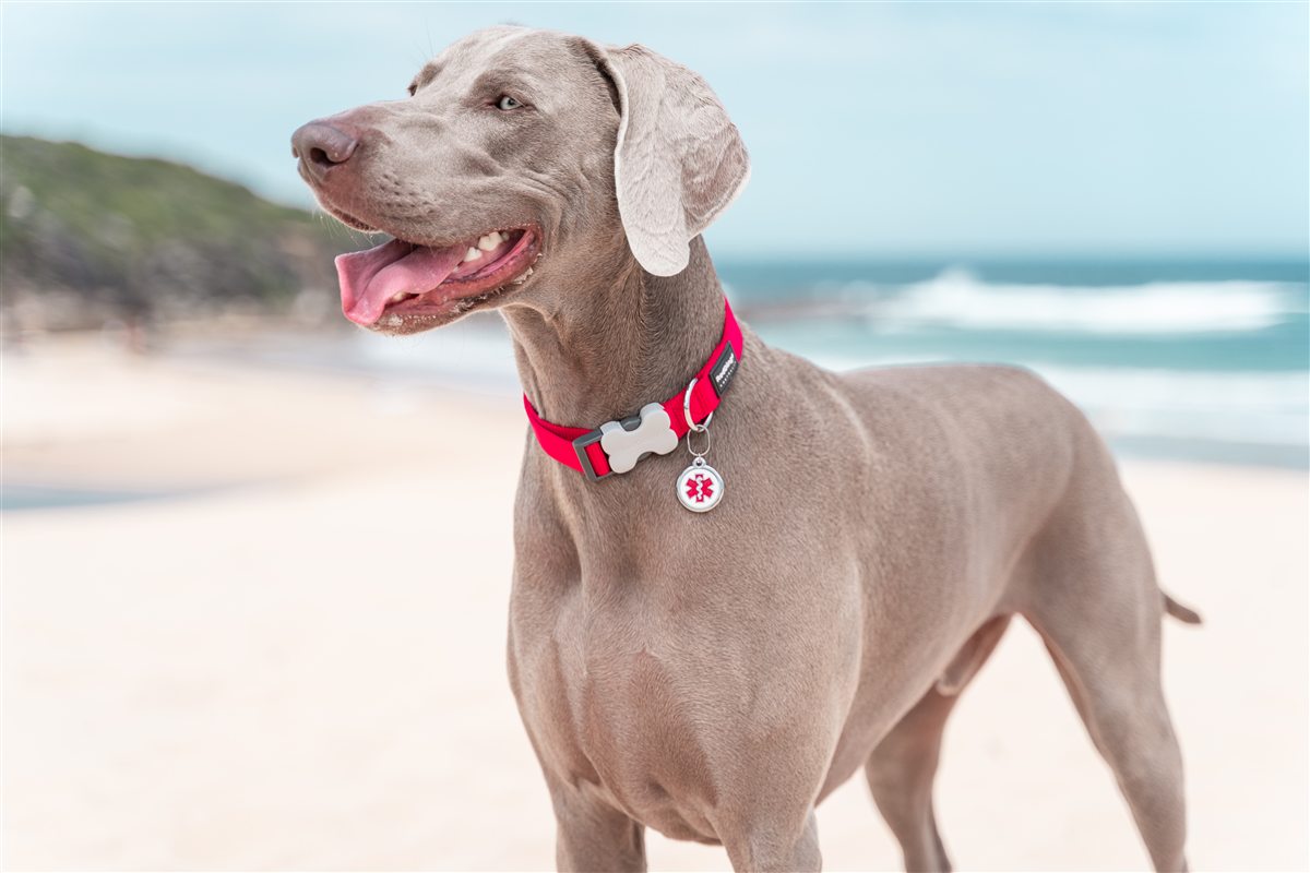 Chien portant une médaille Red Dingo sur son collier